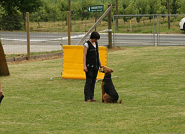 Airedale Terrier IPO  