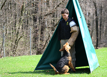 Airedale Terrier IPO