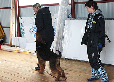 Airedale Terrier Dynamide von Erikson in Russland  - Seminar mit Mia Skogster