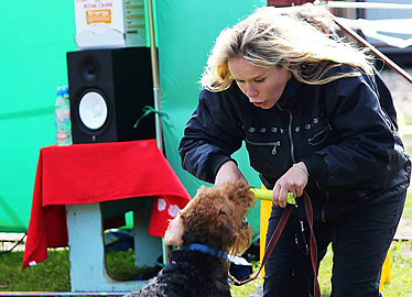 Airedale Terrier Dynamide von Erikson in Russland  - Seminar mit Mia Skogster