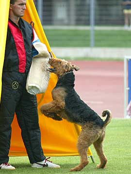 Airedale Terrier Rüde Eyk von Erikson FCI Weltmeisterschaft Slowenien 2007