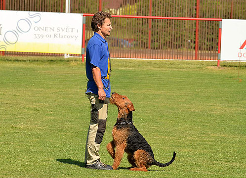 Airedale Terrier Rüde Wilhelm von Erikson IPO Meisterschaft Tschechien