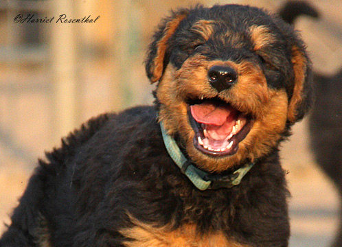 Airedale Terrier von Erikson - I -Wurf 2015 - 1. Geburtstag