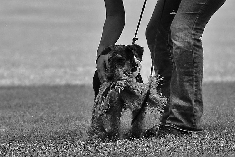 Airedale Terrier Welpen von Erikson - Ioseph-Seppel von Erikson