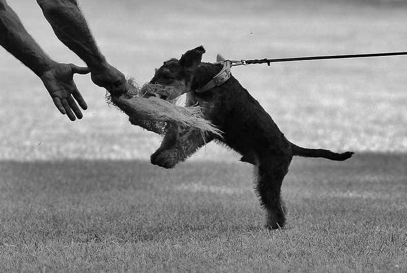 Airedale Terrier Welpe von Erikson - Seppel von Erikson
