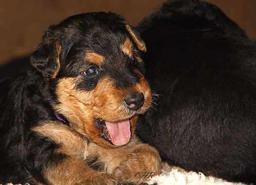 Airedale Terrier Welpen von Erikson - 3 Wochen alt