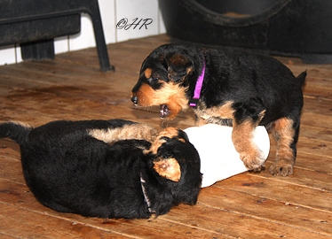 Airedale Terrier Welpen von Erikson - 4 1/2 Wochen alt