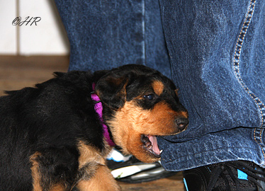 Airedale Terrier Welpen von Erikson - 4 1/2 Wochen alt