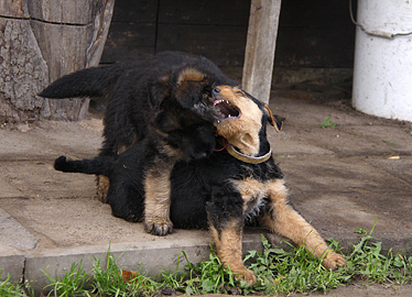 Airedale Terrier von Erikson - F - Wurf - 7 Wochen alt