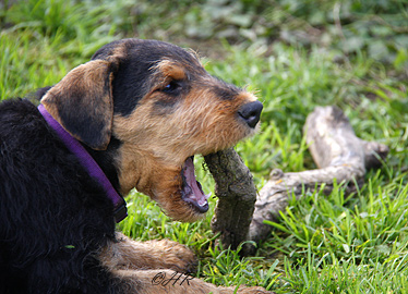 Airedale Terrier von Erikson - F - Wurf - 7 Wochen alt