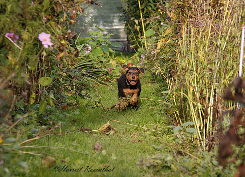 Airedale Terrier Welpen von Erikson - auf dem Weg im Garten