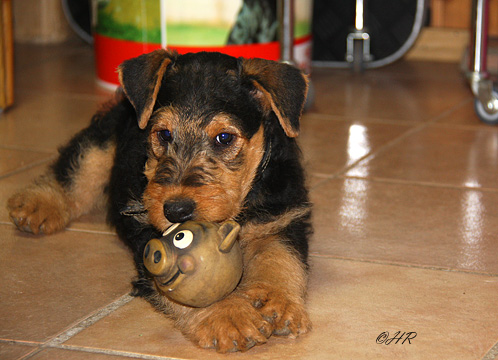 Airedale Terrier von Erikson - Flenters von Erikson - 9 Wochen alt