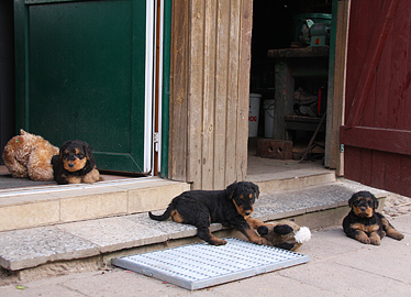 Airedale Terrier von Erikson - H-Wurf - 5Wochen alt