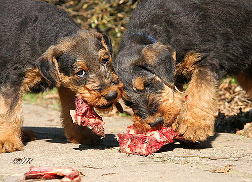 Vollwertige und rohe Ernährung von Hunden