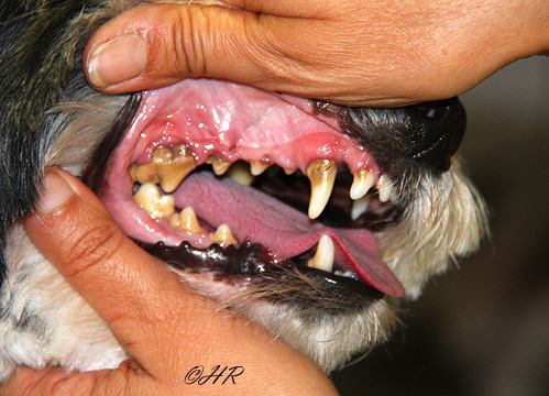 Vollwertige Ernährung von Hunden - Zahnstein - Vorsorge